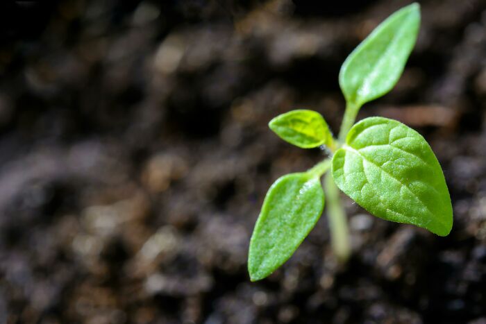 Green seedling sprouting from soil, symbolizing new growth and mystery related to conspiracy theories.