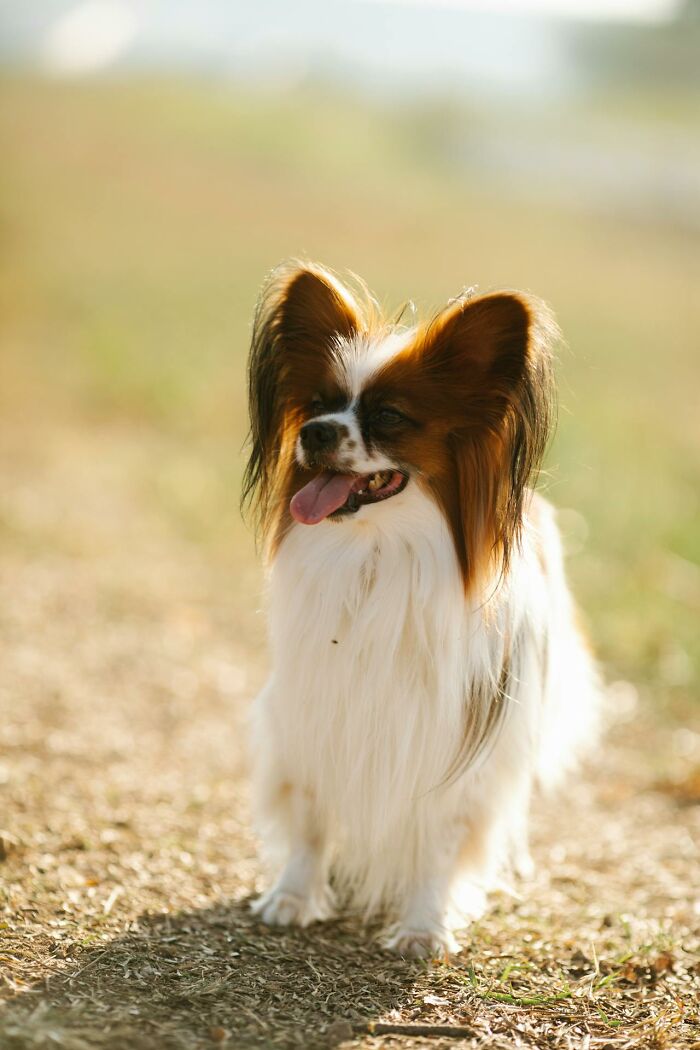 Papillon dog standing outdoors, embodying family secrets and companionship.