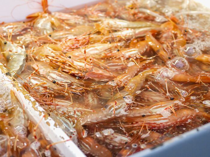 Fresh shrimp submerged in water, often linked to spine-chilling conspiracy theories online.