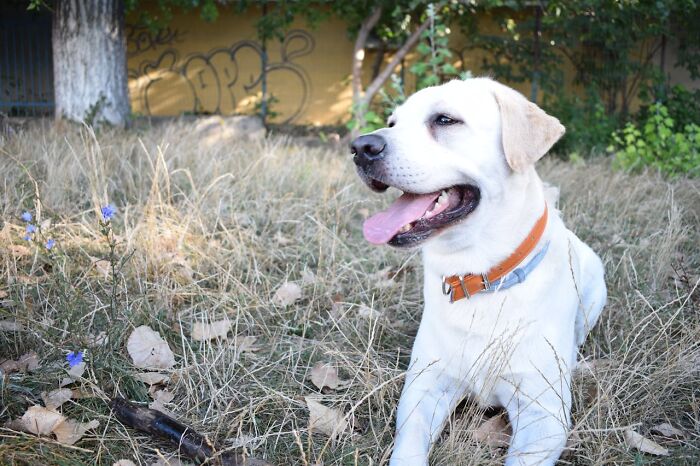 Happy dog sitting in a field, tongue out, surrounded by dry grass and graffiti in the background.