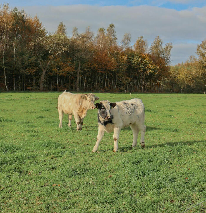 50 Reassuring Facts Not Everyone Might Be Aware Of, According To People Online