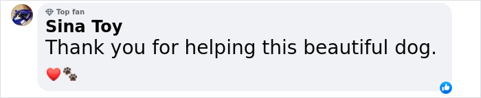 Lovely Pitbull Can&rsquo;t Stop Hugging Woman Who Gave Him Foster Home, Goes Viral When Pics Spread Online