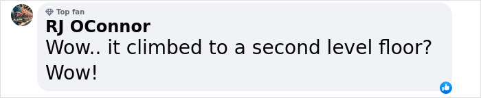 Baby Fur Seal Ventures Inland And Falls Asleep Outside Family’s Door, Goes Viral Once Discovered Baby Fur Seal Ventures Inland And Falls Asleep Outside Family’s Door, Goes Viral Once Discovered