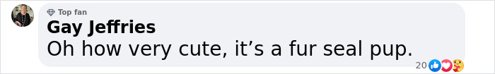 Baby Fur Seal Ventures Inland And Falls Asleep Outside Family’s Door, Goes Viral Once Discovered Baby Fur Seal Ventures Inland And Falls Asleep Outside Family’s Door, Goes Viral Once Discovered