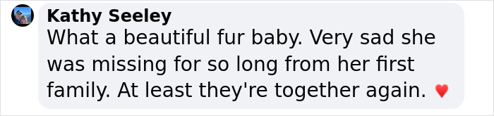 Texas Dog Who Was Missing For 7 Years Was Found Abandoned In Florida, Barely Able To Walk Texas Dog Who Was Missing For 7 Years Was Found Abandoned In Florida, Barely Able To Walk