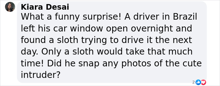 Man In Brazil Documented Hilariously Adorable Encounter With A Wild Sloth Man In Brazil Documented Hilariously Adorable Encounter With A Wild Sloth