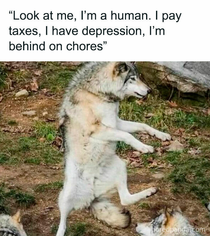 Wolf standing on hind legs mimicking human traits, relatable meme for those above 30.