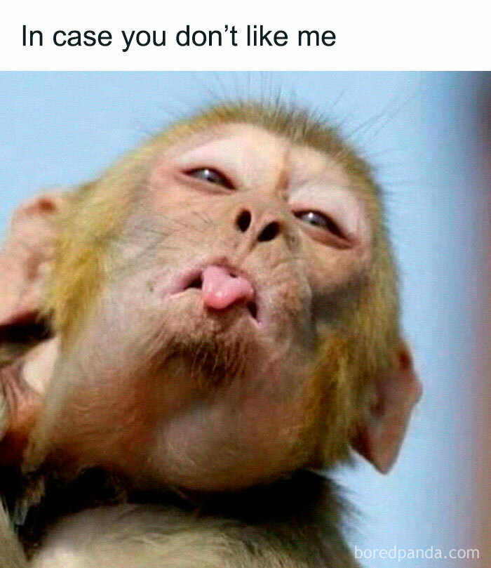 Monkey making a funny face with tongue out, capturing relatable meme humor.
