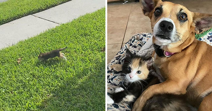 This Rescue Dog And A Stray Kitten Became Best Friends, Breaking Stereotypes Of Cats And Dogs