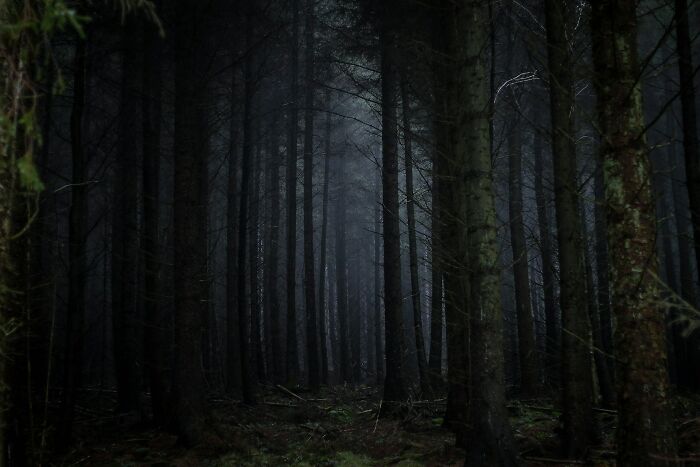A dark, mysterious forest setting, reminiscent of the funniest joke you've been told that you still think about to this day.