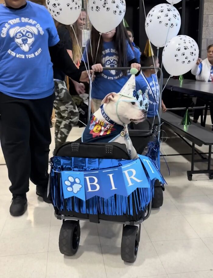 School kids celebrate with a deaf therapy dog in a wagon, wearing birthday attire and surrounded by balloons.