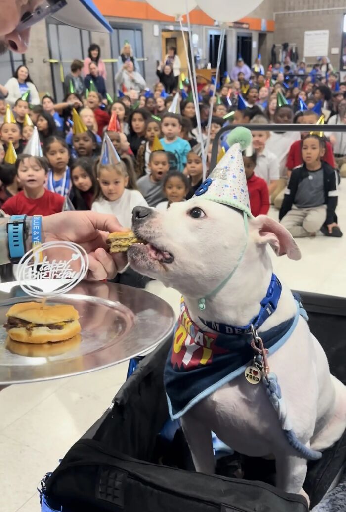 Deaf therapy dog in birthday hat surrounded by kids learning sign language.