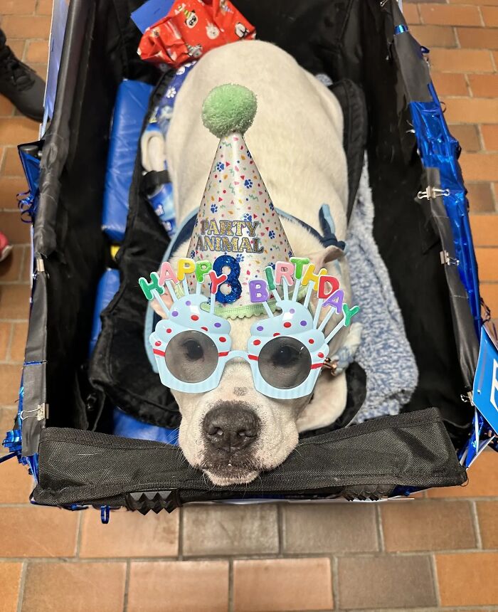 Deaf therapy dog wearing a birthday hat and glasses in a school celebration.
