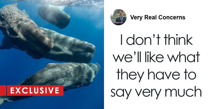 AI Is Translating Whale Language, Which May Help Us Communicate With Extraterrestrials One Day