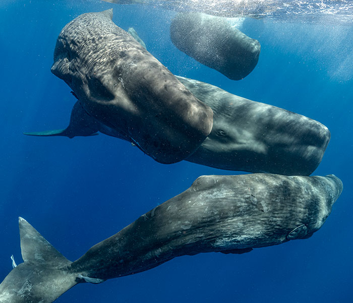 AI Is Translating Whale Language, Which May Help Us Communicate With Extraterrestrials One Day