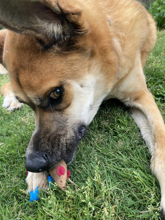 Stilgar The Very Large Cat Once Ran Into The House And Stole His Big Sister Kohl And Big Brother Preacher's Favorite Mouse Toy!