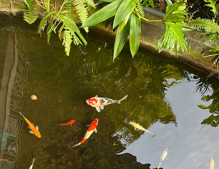 Koi fish swimming in a private pond surrounded by lush green plants.