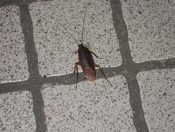 40 Unhinged Things One May See In A Home And Think, ‘Oh No, Not Today’