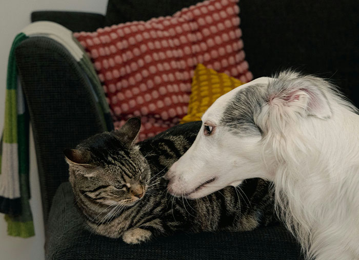 40 Unhinged Things One May See In A Home And Think, ‘Oh No, Not Today’