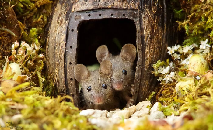 Two Of The First Mice In The Log Pile House