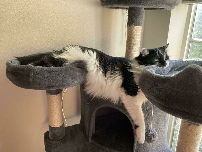 Adorable black and white cat hilariously dangling between two cat tower platforms in a relaxed position.