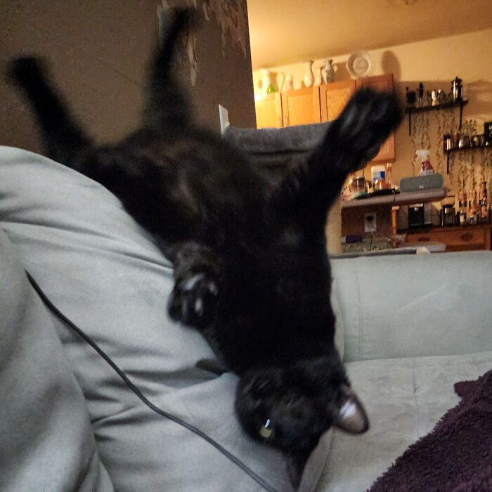 A black cat playfully dangling upside down on a couch, creating an adorable and hilarious scene.
