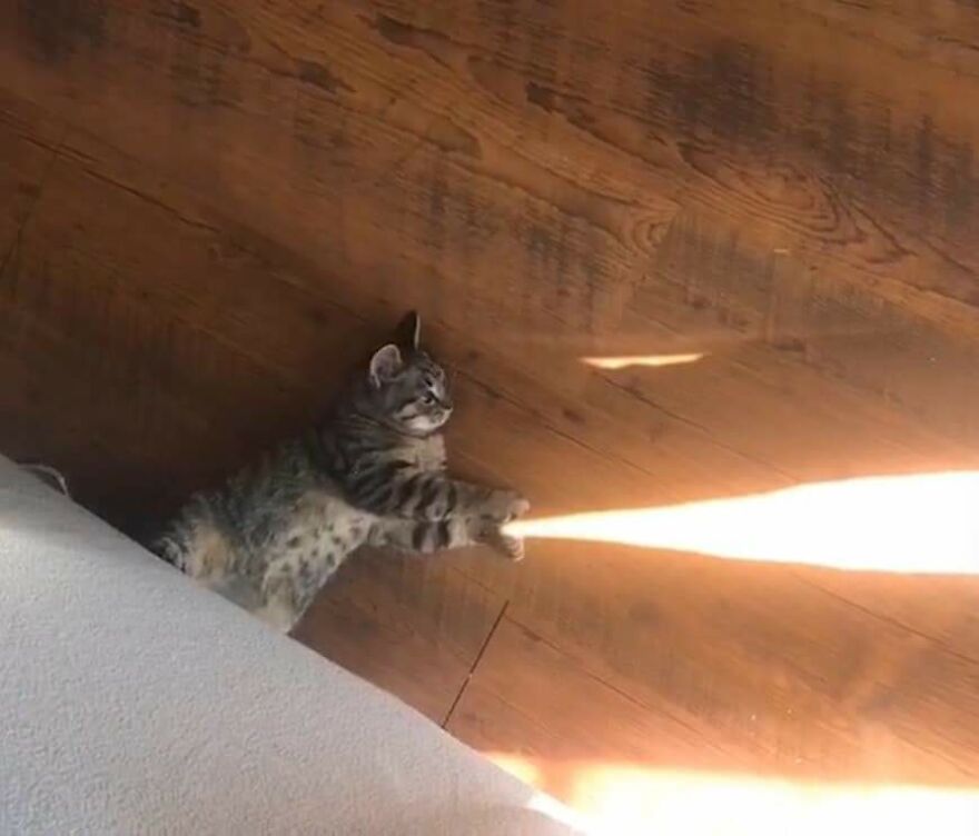 A cat playfully reaching towards a sunbeam on a wooden floor, exemplifying pics that go hard.