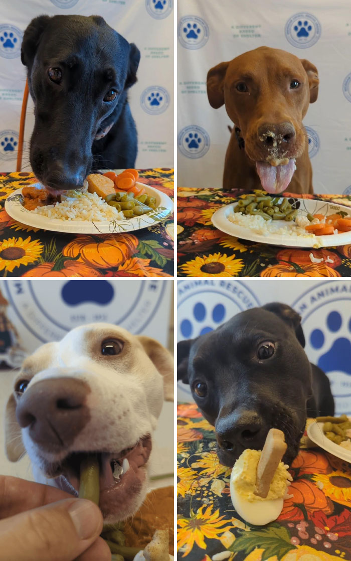 Dogs enjoying a wholesome Thanksgiving feast on vibrant autumn-themed tablecloths.