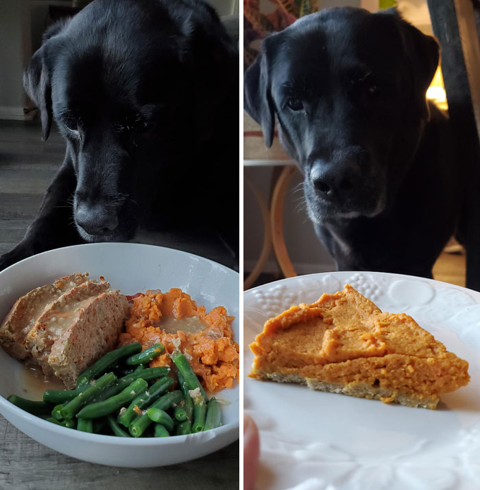 A dog eagerly watching Thanksgiving food, including green beans and pumpkin pie, showcasing a wholesome holiday moment.