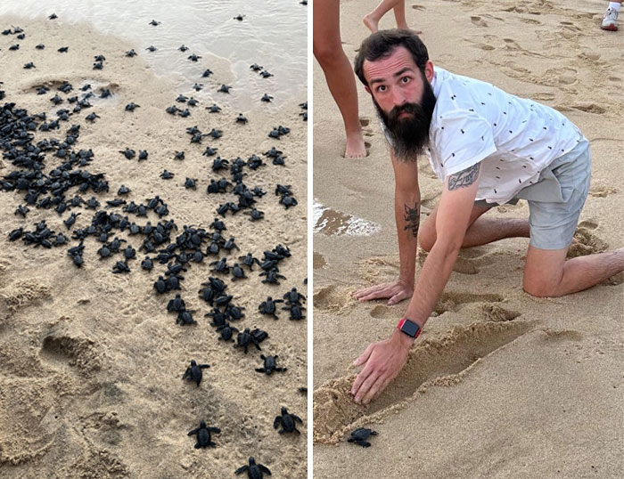 Man helping baby turtles on the beach, showcasing a wholesome Thanksgiving moment.