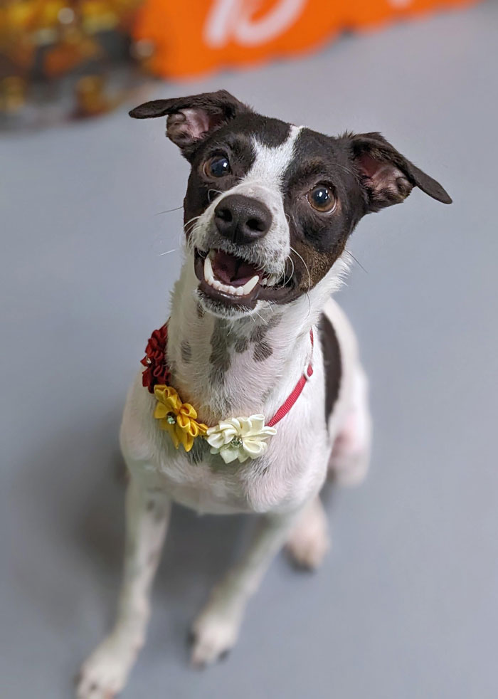 Happy dog with a festive flower collar celebrates Thanksgiving.
