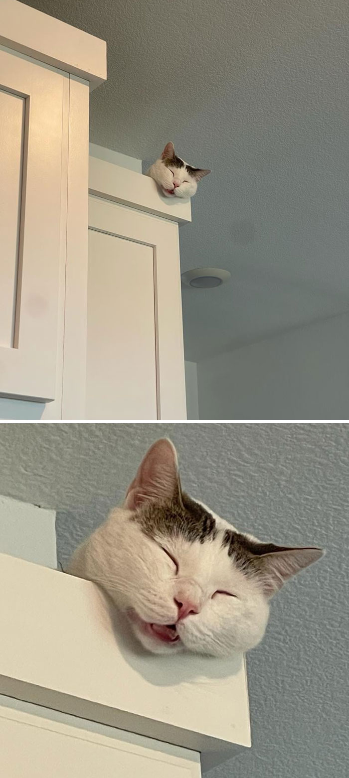 Smiling cat resting on a kitchen cabinet, capturing a wholesome Thanksgiving moment.