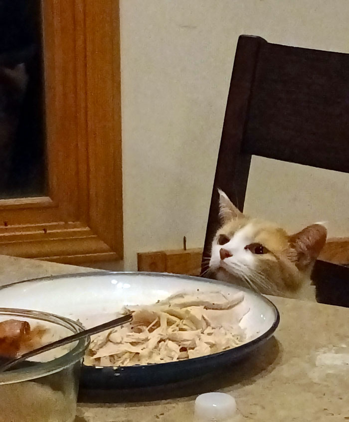Curious cat peeks over a chair at a Thanksgiving dinner with leftover turkey.