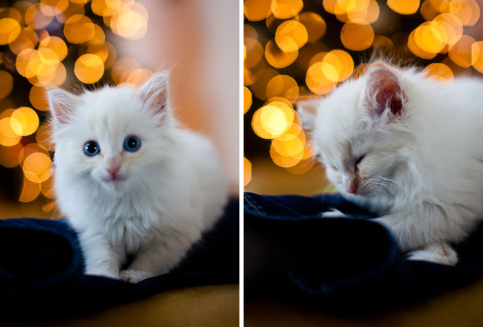 Last Thanksgiving, My Daughter's Boyfriend Showed Up On The Front Porch With A Surprise Gift. Meet Meeps