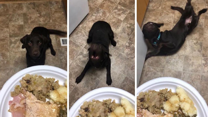 Dog excitedly dancing for a Thanksgiving meal, showcasing wholesome holiday joy and celebration.