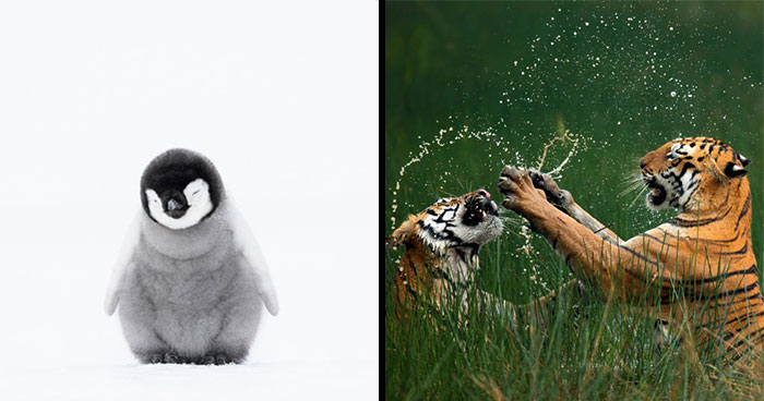 Winners And Highly Honored Photos Of The NBP International Awards 2024 (30 Pics)