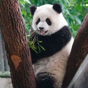 schoolteacherengraved