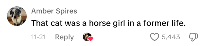 Adorably Cute Friendship Between A Cat And A Horse Is Melting Hearts All Over The Internet