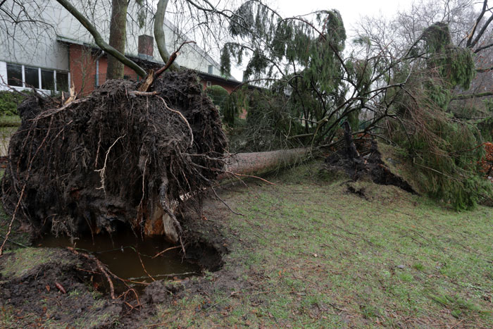 &ldquo;I Told You So&rdquo;: Dodgy Arborist Ignores Warning, Causes $300K Damage, Regrets It Fast