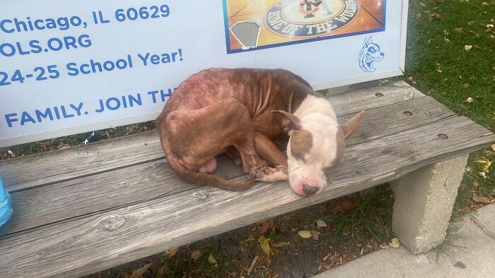 Abandoned Dog Spotted Shivering On A Chicago Bus Bench Finally Gets Help