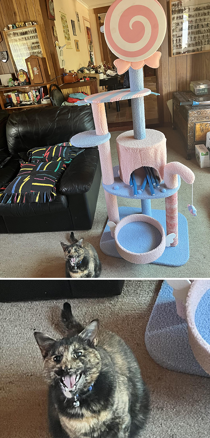 Dramatic cat meowing near a colorful cat tree in a living room.