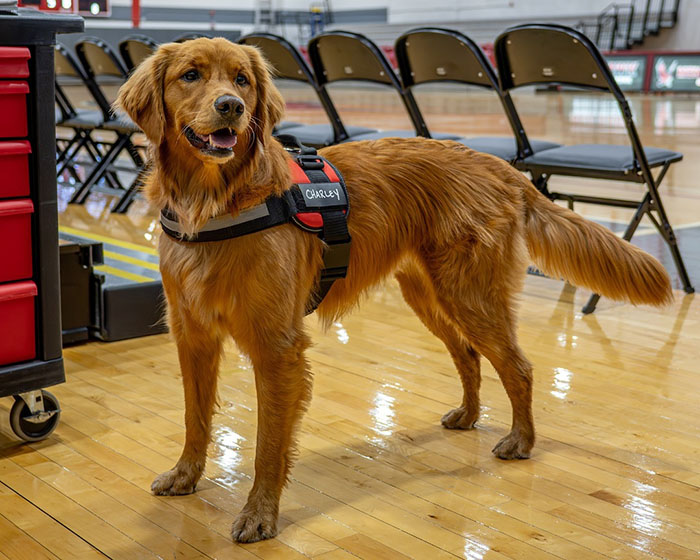 College B-Ball Team Employs Golden Retriever As Their &lsquo;Director Of Pawsitivity,&rsquo; And Netizens Love It