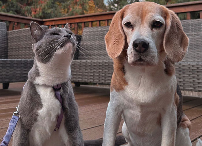 Dog and cat sitting together on a deck, showing each other's traits and expressions. Dog and cat sitting together on a deck, showing each other's traits and expressions.
