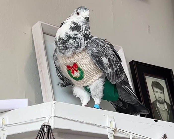 People Online Melt After Seeing This Adorable Pigeon Show Off His Christmas Sweaters