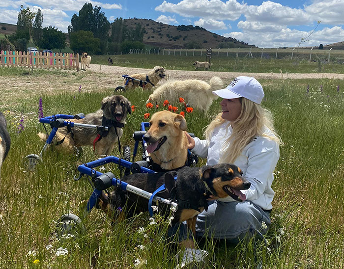 Woman with wheelchair-using dogs in grassy field, representing innovative dog train initiative.