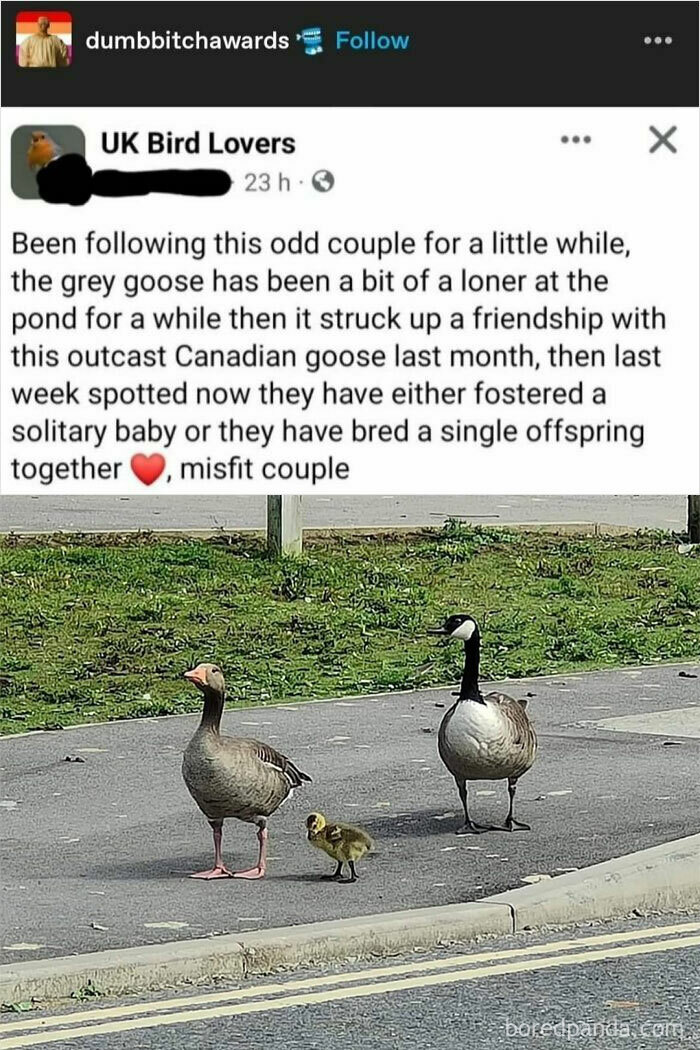 Funny post about unlikely friendship between a grey goose and Canadian goose, described as a misfit couple.