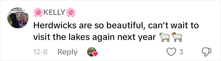 Comment on Herdwick sheep beauty with heart and sheep emojis.