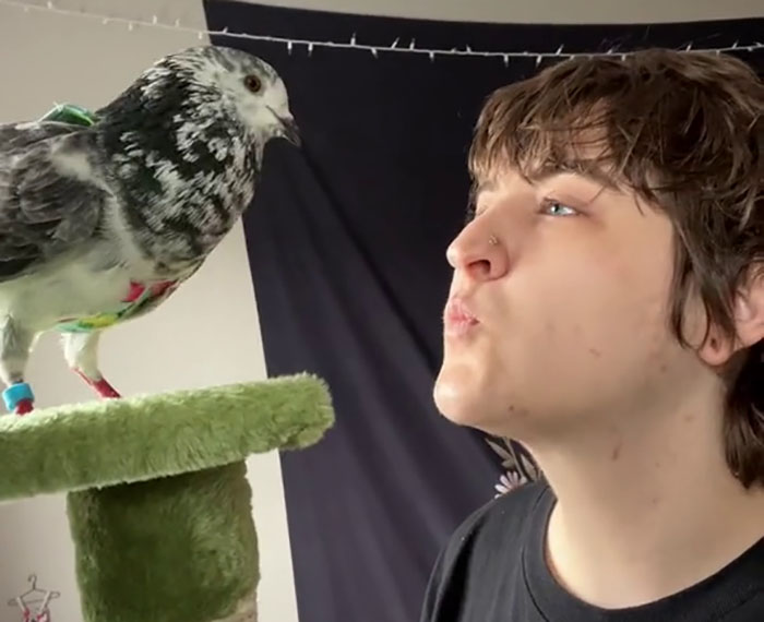 People Online Melt After Seeing This Adorable Pigeon Show Off His Christmas Sweaters