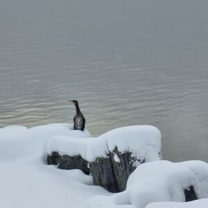 cecilielinnsaethregraesdalcecilielinn avatar