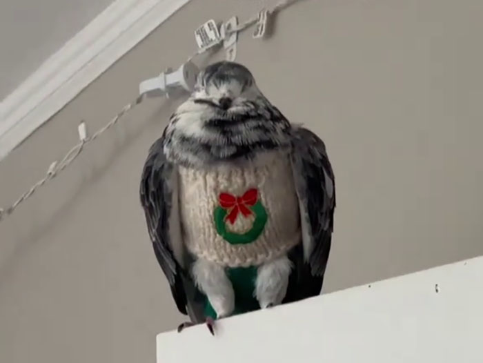 People Online Melt After Seeing This Adorable Pigeon Show Off His Christmas Sweaters